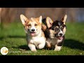 Sounds dogs love  soothing dogs music for happy and relaxed dogs