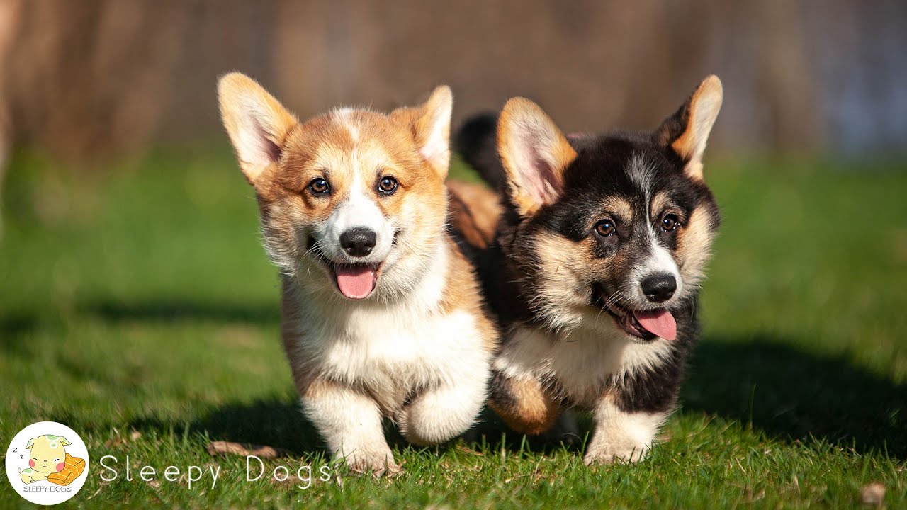 Sounds Dogs Love Soothing Dogs Music For Happy And Relaxed Dogs sounds-dogs-love-soothing-dogs-music-for-happy-and-relaxed-dogs