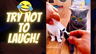 #Shorts videos graciosos de animales funny animal videos animales graciosos