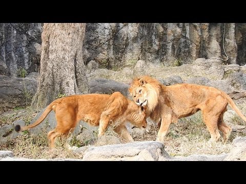 迫力のある仲良しライオン夫婦（バリーとデージー）とべ動物園にて。