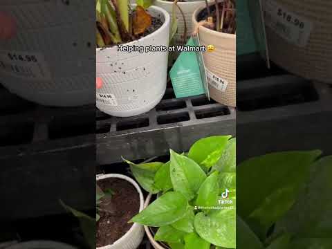 Video: Ar augalų vazonams reikia skylių?