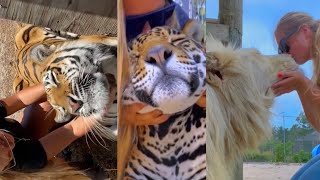 INTERNATIONAL CAT DAY With BIG CATS