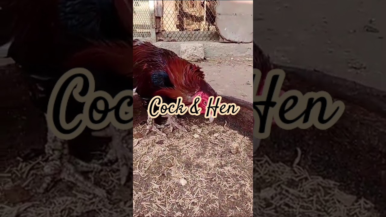 Healthy Cock and Hen | Birds Fusion 