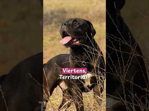 🐕 Cane Corso – mehr als nur Muskeln! #shorts