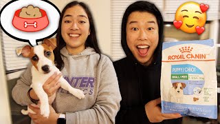 Day In The Life Of A Puppy Owner | Jack Russel Terrier | Zach & Tee