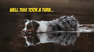 Toy Australian Shepherd ( Blue Merle ) - Photography by Lost Down Yonder 491 views 1 year ago 7 minutes, 54 seconds