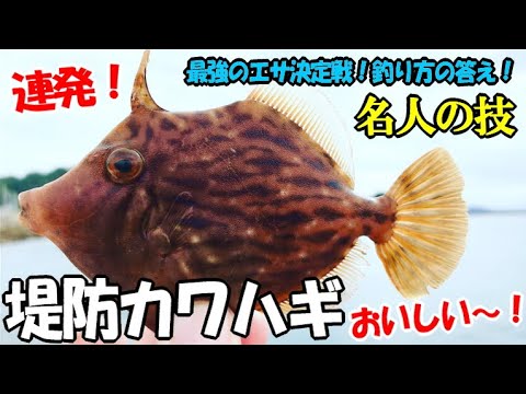 堤防でカワハギ釣りをしたら楽し過ぎて連発 フグ1万匹の中からカワハギを釣る仕掛け エサ 極意の全て フグをかわす名人の妙技 前編 Youtube 堤防でカワハギ釣りをしたら楽し過ぎて連発 フグ1万匹の中からカワハギを釣る仕掛け エサ 極意の全て フグをかわす名人の妙技 前編 Youtube