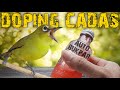 Efek Doping Pleci Bukan Utama Tapi Nyata Mp3 - Mp4 Download