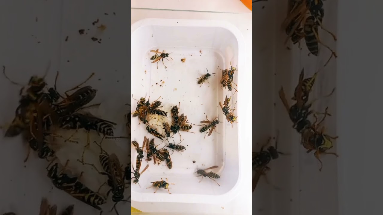ЛЕКЦІЯ ПРО ОС ПОЛІСТОВ, ПАРАВЕСПУЛА, ШЕРШНІВ, ВЕСПА, ВЕСПІДИ. Paper Wasps Vespidae Polistes, Vespa