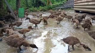 The SHOCKING Truth About Duck Behavior