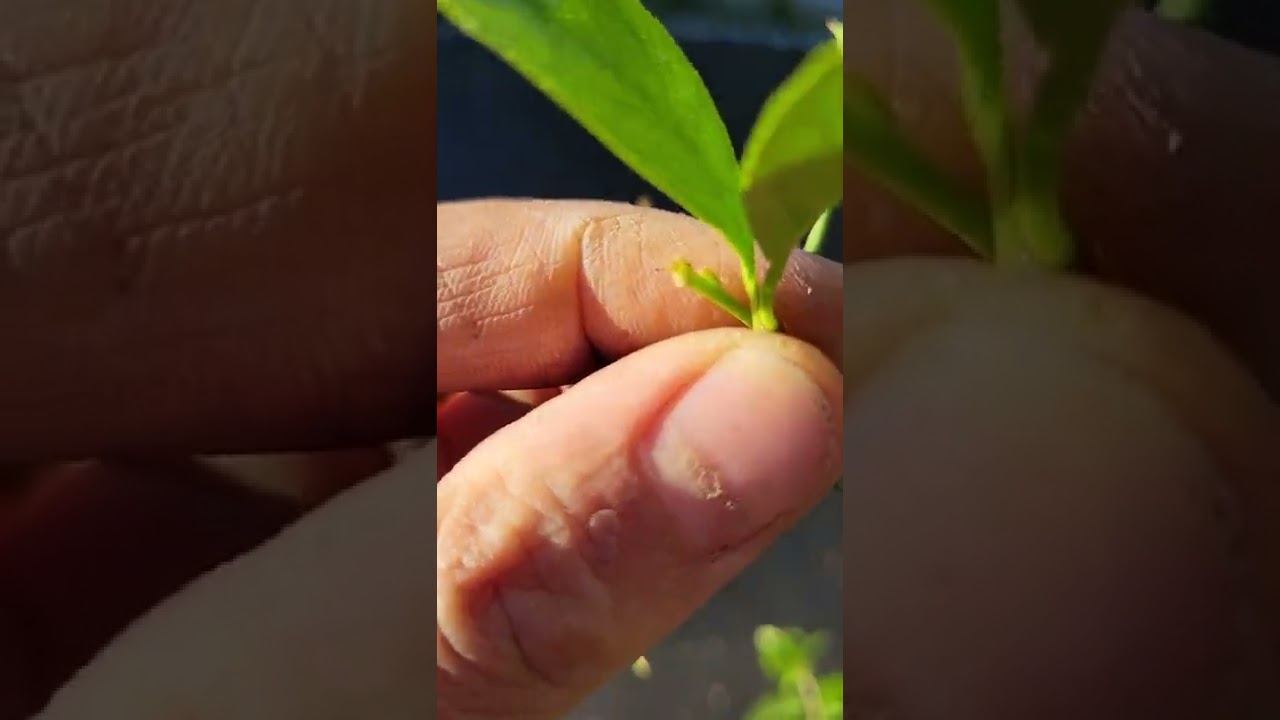 Mexican Key Lime Baby Tree to the rescue! A little care can go a long way! let's help save this tree
