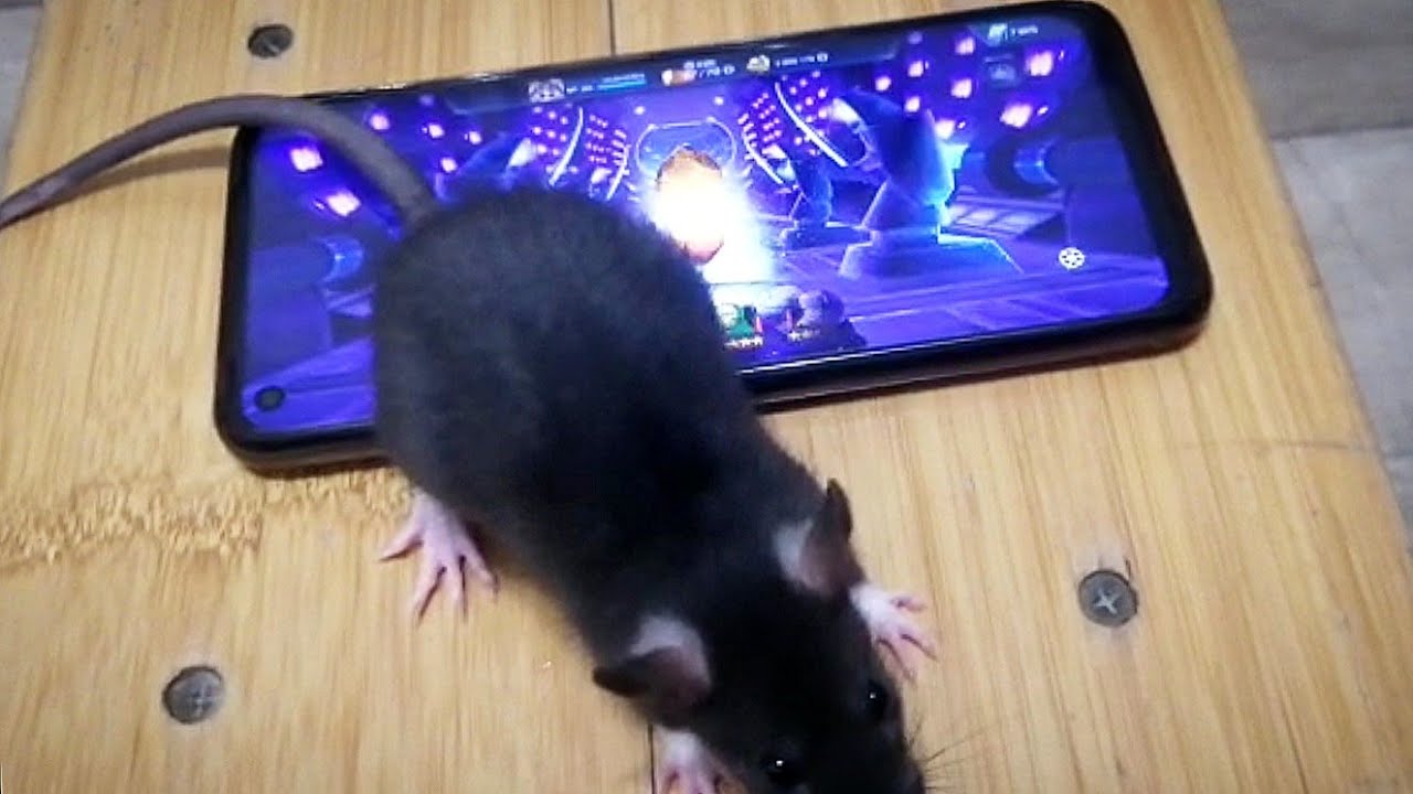 Crystal rat. Кристальная крыса. Выкл Crystal rat.