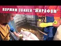 КОРМИМ СВИНЕЙ | Тайное Место На Участке | Хлопоты Житейские | Домашние заботы