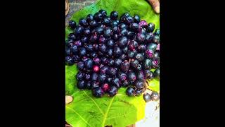 အကြိုက်စားပီဗျို့ #shortvideos #food #musicsongs#fruits