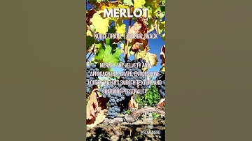 Merlot | Velvet Symphony🍷