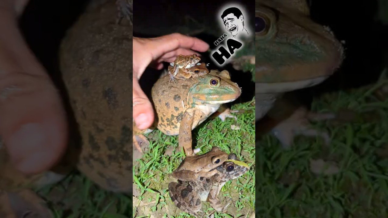 Funny frog jump | Make you laugh with frogs hahaha | Funny Animals | funny video frog and toad