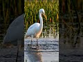Egret  Mid-Dive 🐦🐟 | Stunning Water Strike &amp; Flight in 4K #wildlife #birds #nature #birdsong #4k