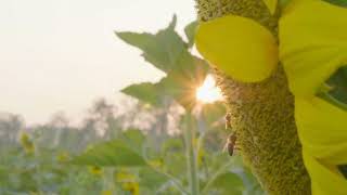 4k slow motion of bee hovering sunflower⚡️ No Copyright Background Video screenshot 3