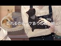 「真夜中あやかし猫茶房」宣伝動画です。