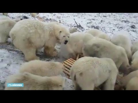 Video: IJsberen Belegeren Russische Eilanden