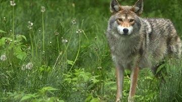 The Little Round Bun Story