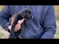 Traditional cane corso puppy  san rocco cane corso