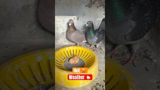 Garmi Ka Pehla Nuksaan 😱🥵 #shorts #youtubeshorts #viralvideo @justhuzaifakhan t