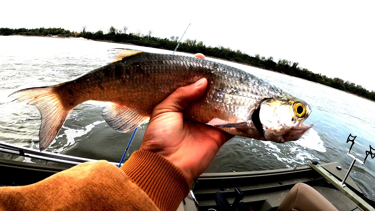 Fall Fish on the Move