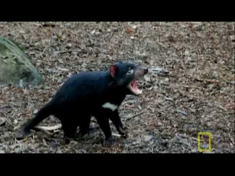 Bite of the Tasmanian Devil | National Geographic