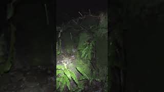 Explore the Caldon Canal at Night: Beautiful Walks Condensed into 1 Minute! #EnglishCountryside