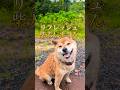 ②リフレッシュ柴犬レオくん✨#柴犬 #柴犬さん #柴犬レオ #柴犬大好き