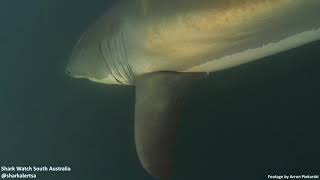 Amazing GoPro Footage of a Great White Shark Encounter in South Australia | Shark Watch SA Classic