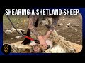 Shearing A Shetland Ewe - Check out that Fleece!