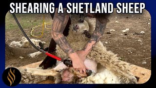 Shearing A Shetland Ewe - Check Out That Fleece!