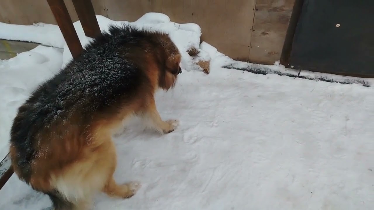 Снежные псы лакомятся мясом