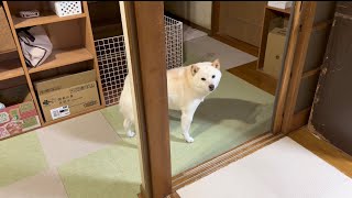 お兄ちゃんから別犬の匂いを感じ、疑いの眼差しで浮気チェックする柴犬