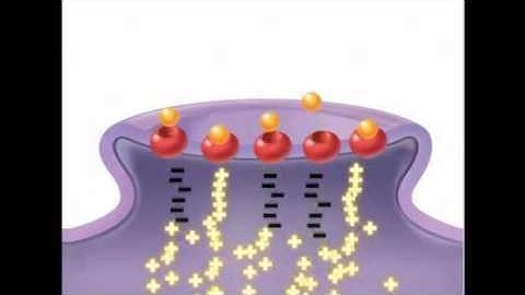 Suboxone - How it works...