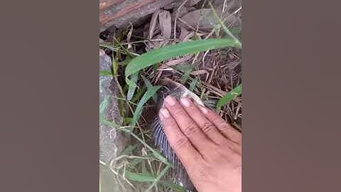 Điểm câu cá P1 bình mỹ củ chi