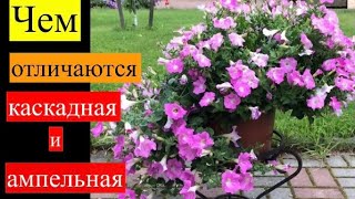 Чем отличаются ампельная и каскадная петуния наглядно!