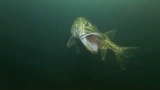 Top 10 Pike Bites 2024 by DrJohnTheAngler 3,805 views 1 month ago 5 minutes, 5 seconds
