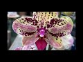 Долгожданный завоз орхидей в Оби 21 апреля 2021 г. Фронтера, Мэйджик Арт ... а какие камбрии!!!))))