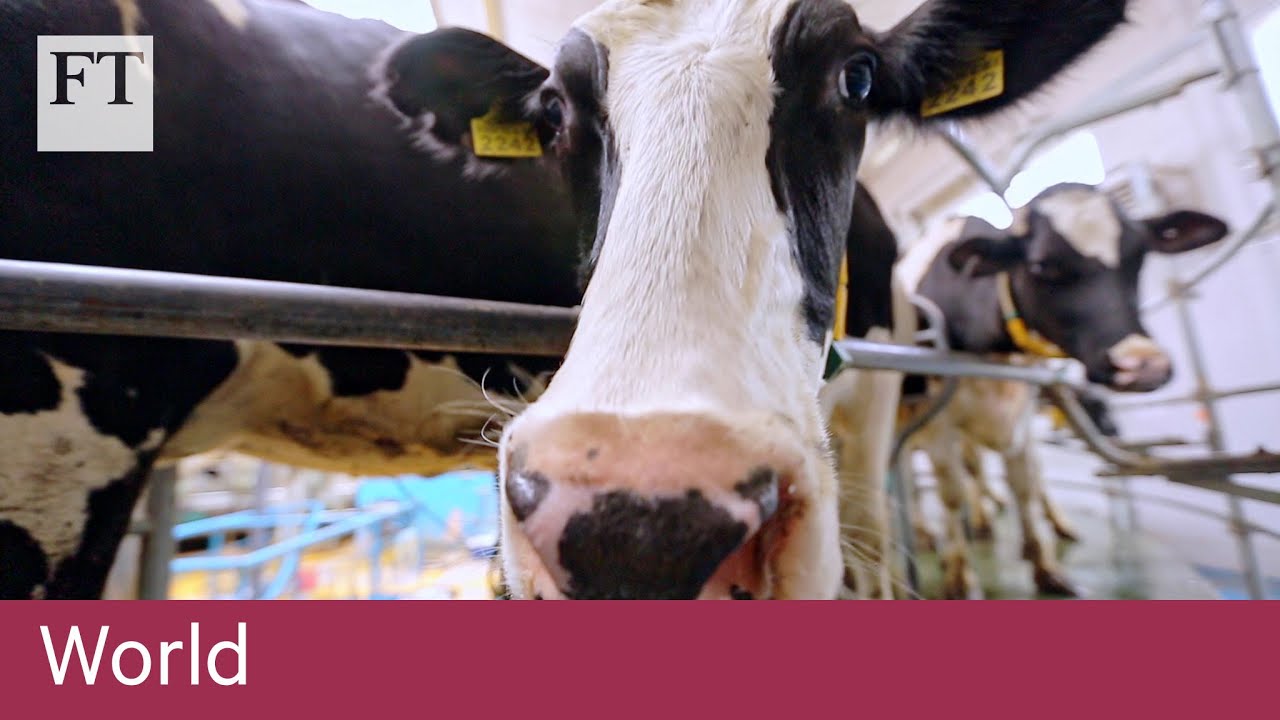 Veganism In Microeconomics Ib Economics Scoop It