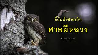 ๕๘.ศาลผีหลวง ลี้ลับป่าสาละวิน