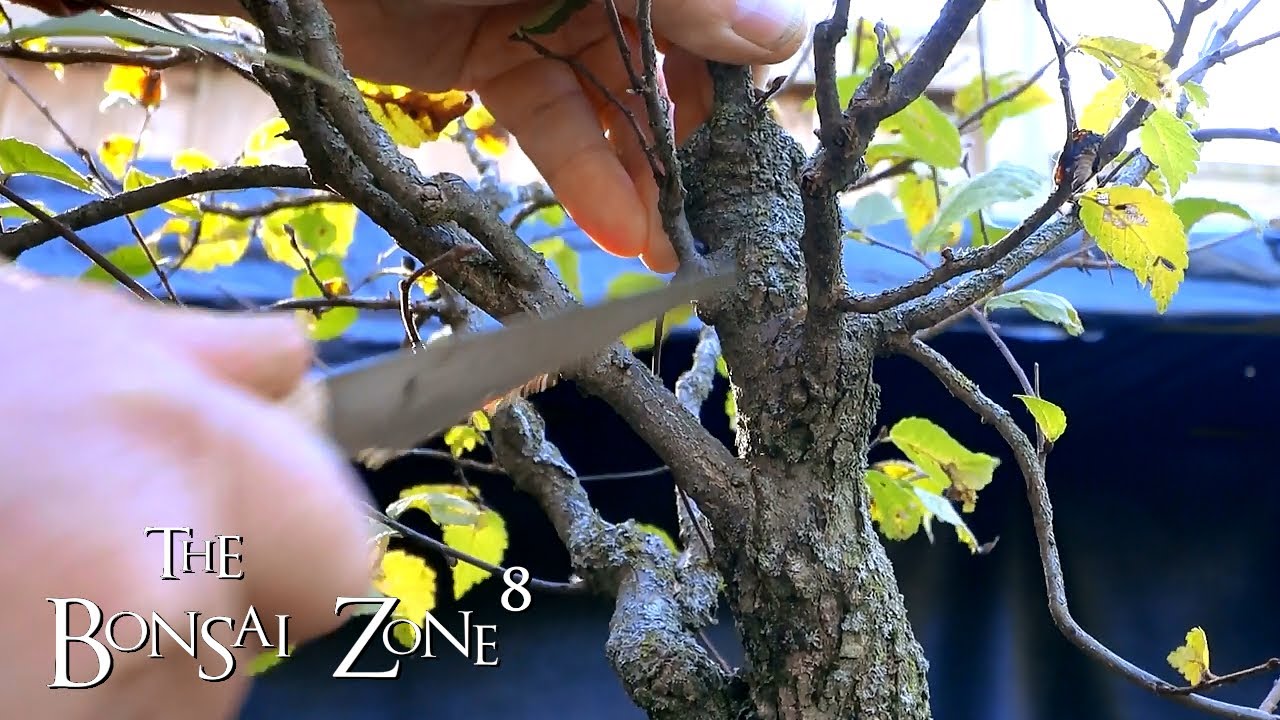 My American Elm Bonsai, The Bonsai Zone, Oct 2021