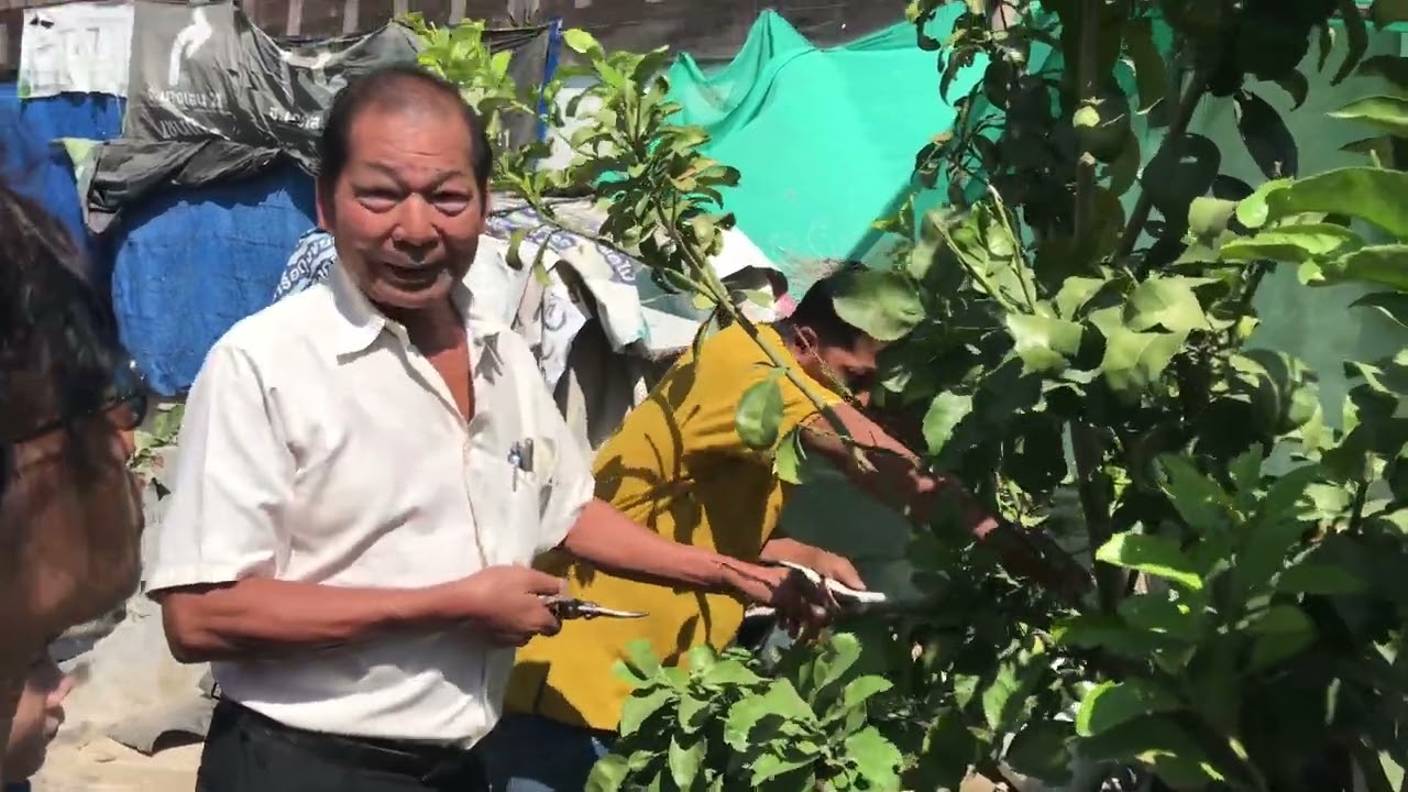 วิธีตัดแต่งกิ่งส้มโอ อ.เสรี กล่ำน้อย