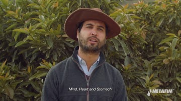 Avocado Chile: Overcoming tough topography with drip I Netafim