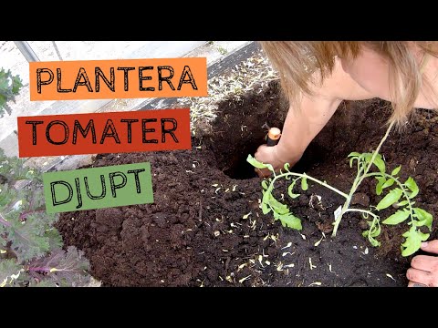 Video: Plantera Tomater I Ett Växthus