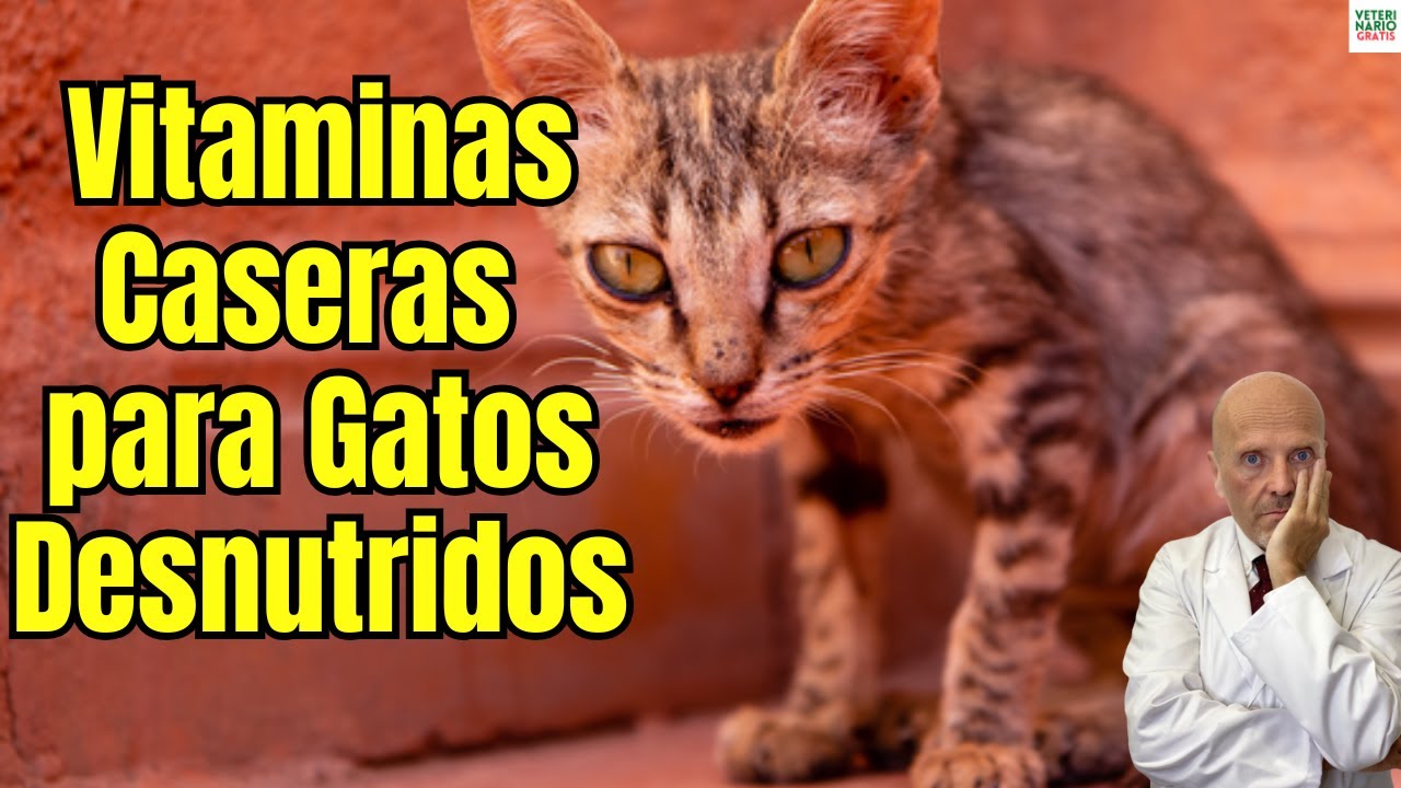 🐱🍳 MEJORES VITAMINAS CASERAS PARA GATOS DESNUTRIDOS 🐱🍳