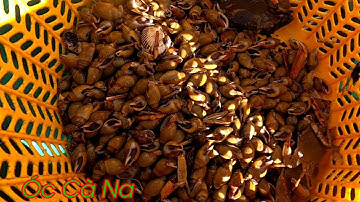 Nghề Bảy Óc Cà Na Trên Sông Kiếm Tiền Triệu Mỗi Tháng