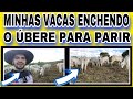 MINHAS VACAS ENCHENDO O ÚBERE PARA PARIR